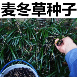 日本玉龙草矮麦冬草坪庭院别墅草平植物四季常青园林绿化麦冬草苗金边麦冬细叶麦冬 麦冬草种子一斤