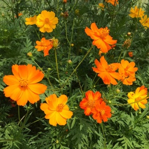 波斯菊花种子格桑花种籽子四季开花易活花籽庭院室外花卉野花组合