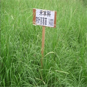 梦里丹百喜草种子道路护坡水土保持牧草草籽公路堤坝绿化草坪种子 进口百喜草种子 250克(耐寒