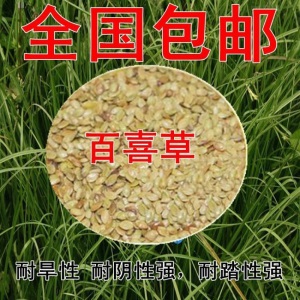 进口绿化草坪种子四季常青狗牙根黑麦草百慕大高羊茅庭院护坡草籽