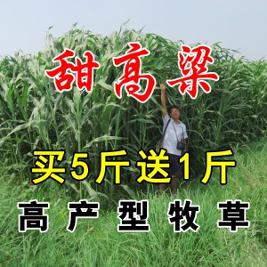 进口牧草种子四季多年生黑麦草紫花苜蓿草籽菊苣草种墨西哥玉米草种子抗旱高产喂养鸡鸭鹅猪牛羊鱼兔种籽