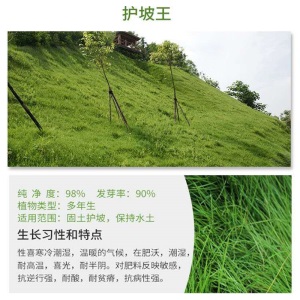 两小千岁 草坪种子黑麦草美国四季青狗牙根护坡固土草种庭院绿化草籽