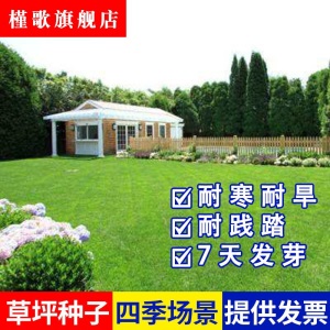 草坪种子草皮草籽四季青狗牙根护坡绿化草籽黑麦草种子庭院美国四季青耐寒四季长青剪股颖免修剪庭院专用槿歌